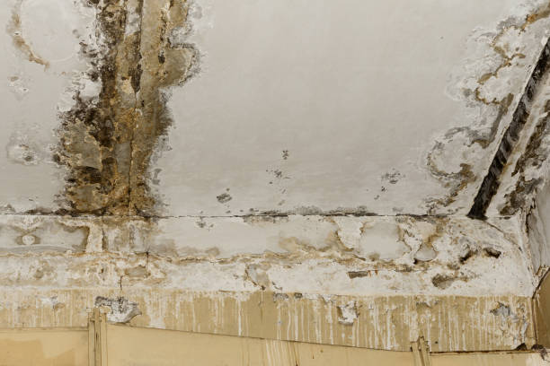Best Attic Mold Removal  in Randleman, NC
