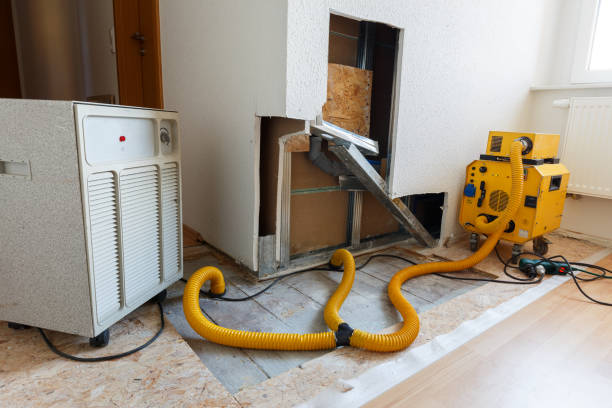 Best Black Mold Removal  in Randleman, NC